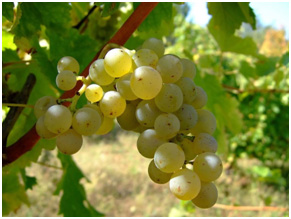 as-uvas-brancas-e-suas-particularidades (2)