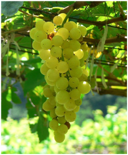 as-uvas-brancas-e-suas-particularidades (3)